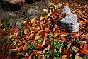 Parco Europa Autunno_082